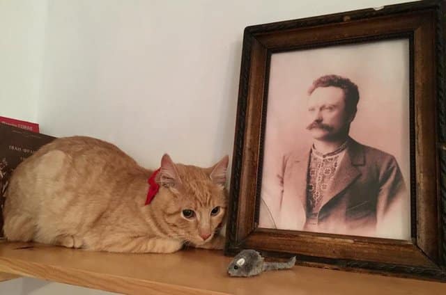 Рыжий кот из приюта стал талисманом музея им. И. Франко