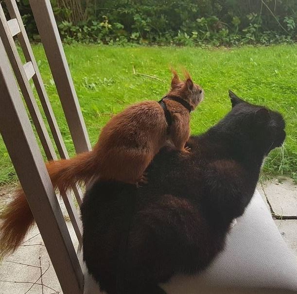 Белочка Тин-Тин и кот Тайгер считают друг друга лучшими друзьями