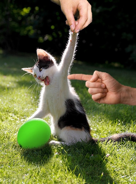 Забавный фотошоп-баттл: центральный персонаж - котик, яростно атакующий воздушный шарик