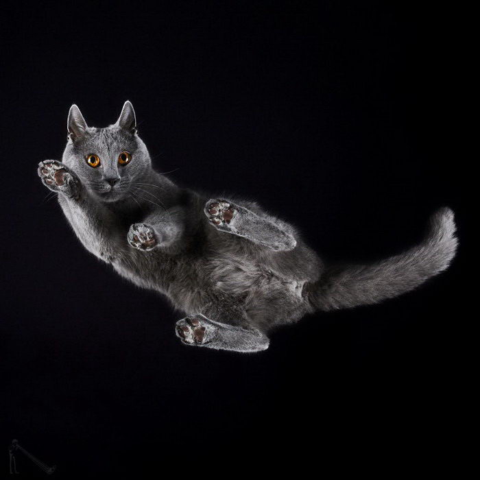 Фотограф выбрал интересный способ запечатлеть красоту котеек