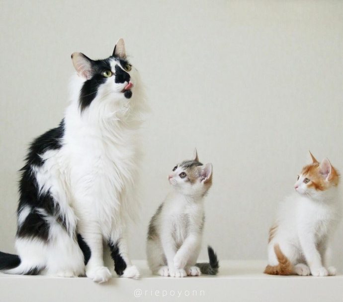 Котята-сиротки Амели и Канеле сами выбрали себе папу-кота