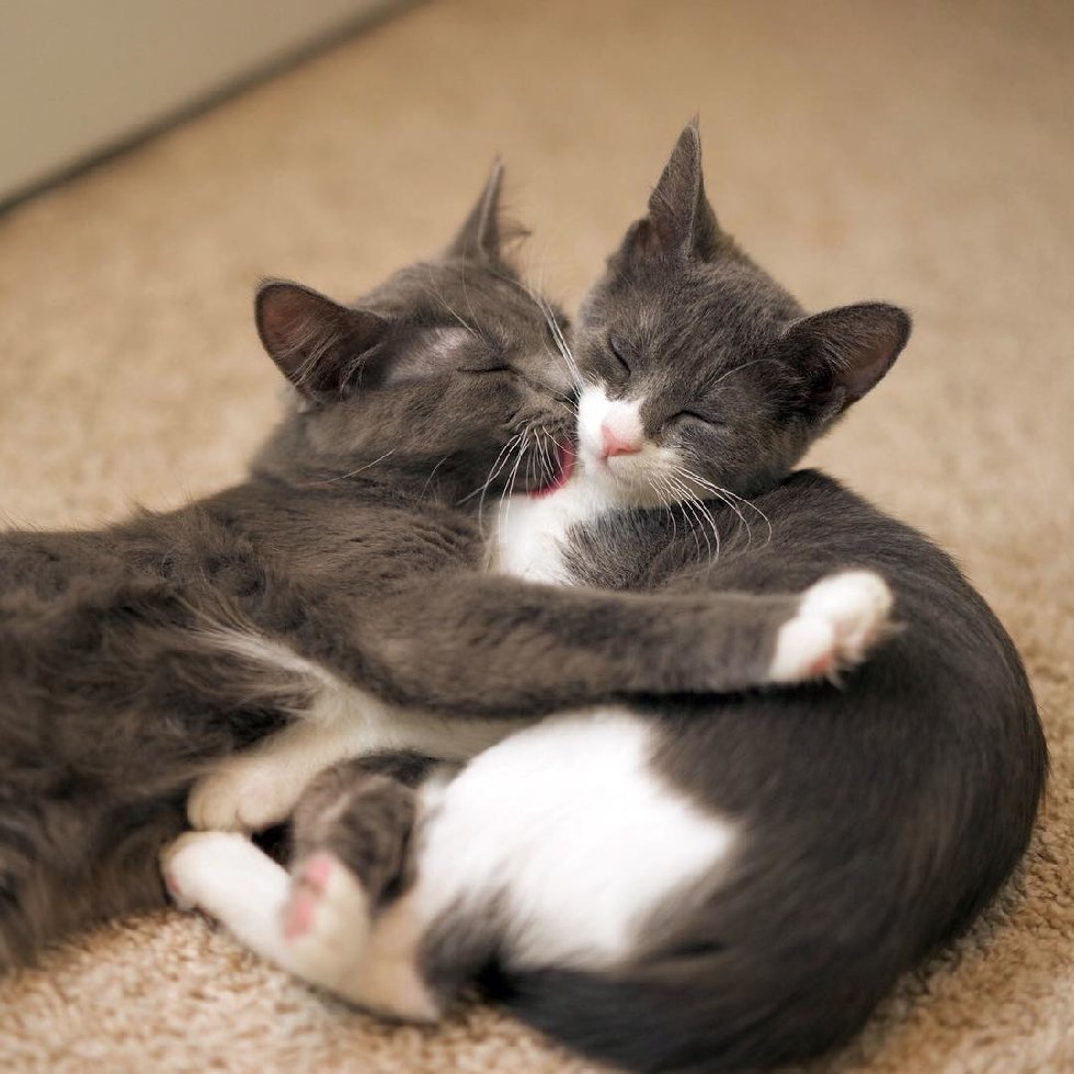 У этих красивейших кошек – одно сердце на двоих