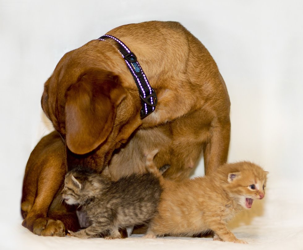 Авантюрная подмена: собака скучала по щенкам, а котятам нужна была мама