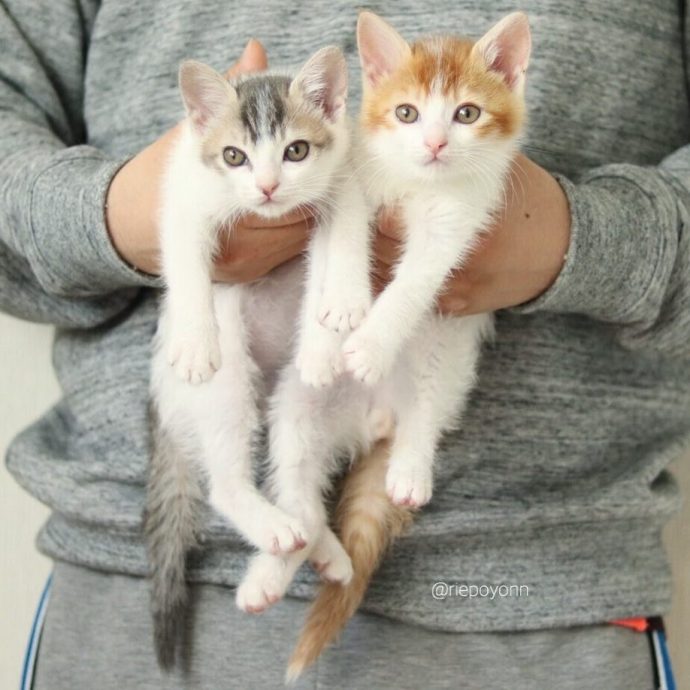 Котята-сиротки Амели и Канеле сами выбрали себе папу-кота