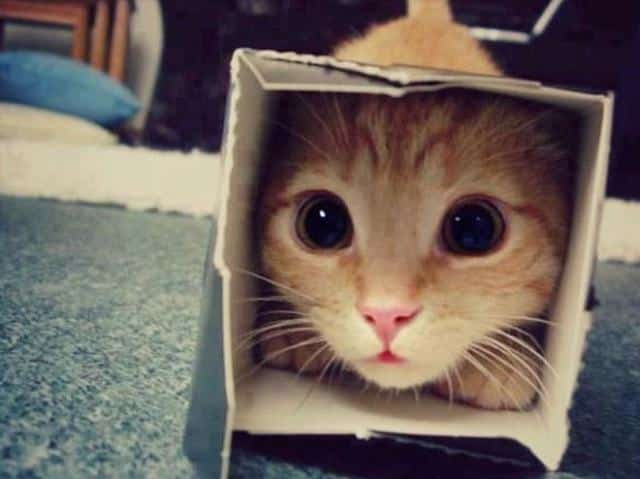13 забавных котиков, которые прячутся где попало