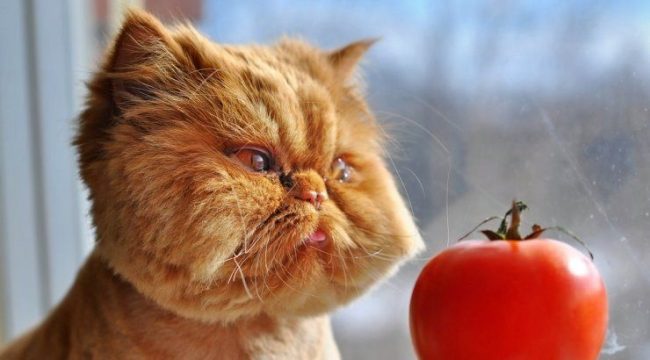 Жизненная зарисовка про кота Рыжика: вот почему я хочу быть котом