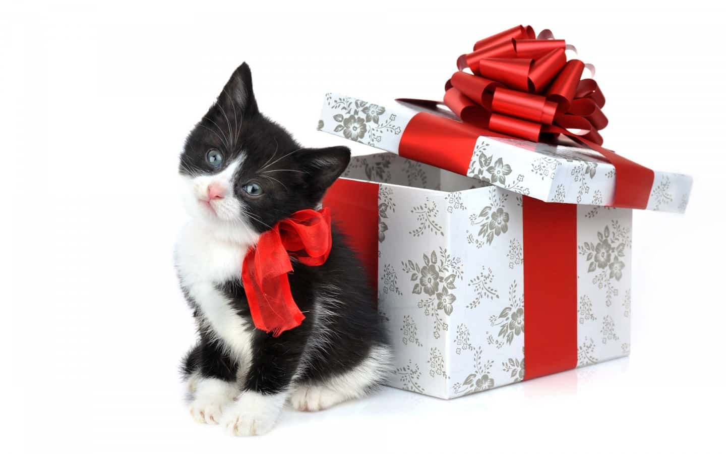Как правильно заворачивать подарки, когда рядом кот