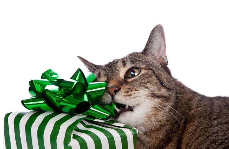 Как правильно заворачивать подарки, когда рядом кот
