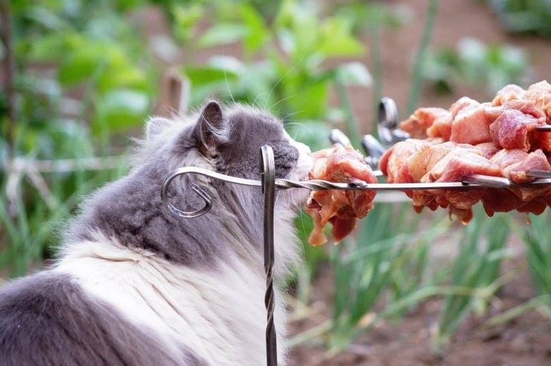 Котики обожают шашлыки