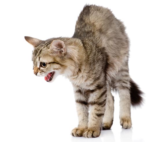 Агрессивный кот, основные причины и что делать