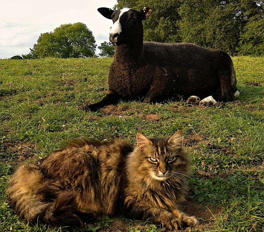 Кот-пастух помогает разводить овец на ферме