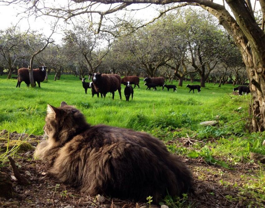 Кот-пастух помогает разводить овец на ферме
