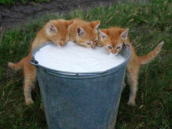 Голод и любопытство берут свое: 13 котов-воришек