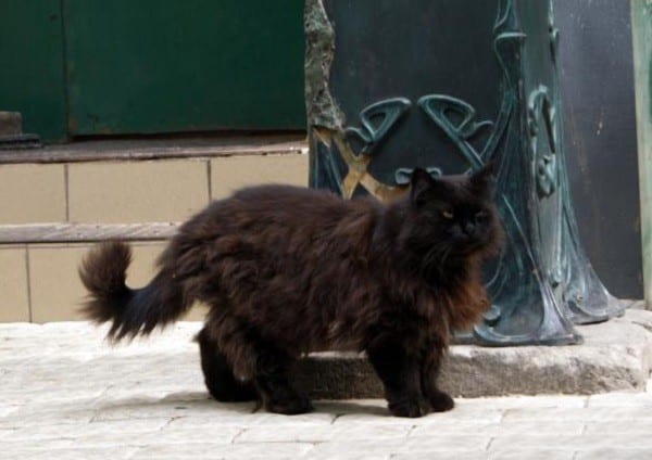 Рыжий кот из приюта стал талисманом музея им. И. Франко