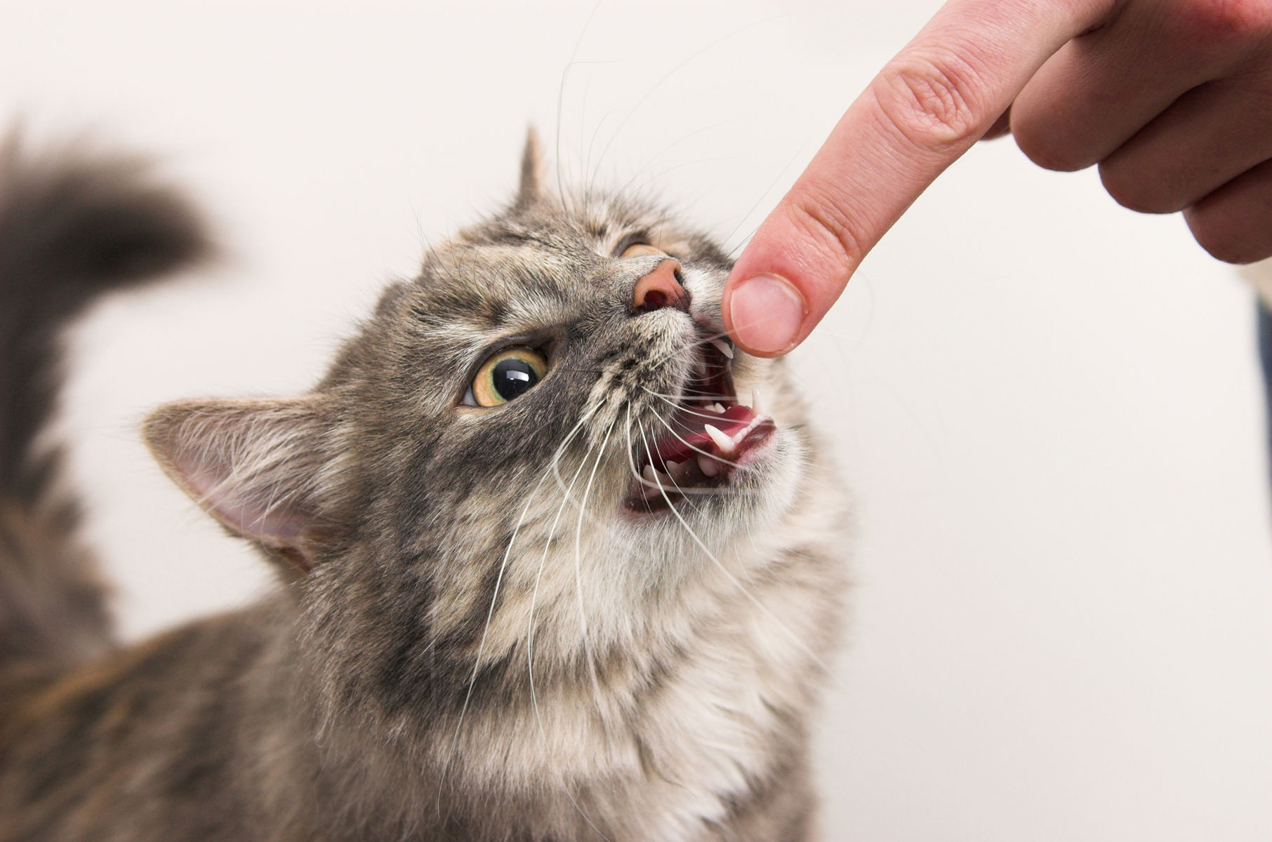 Агрессивный кот, основные причины и что делать