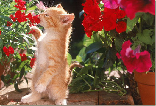 Ядовитые растения для кошек