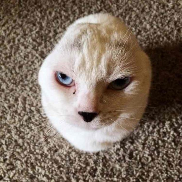 Котик похожий на тюленёнка