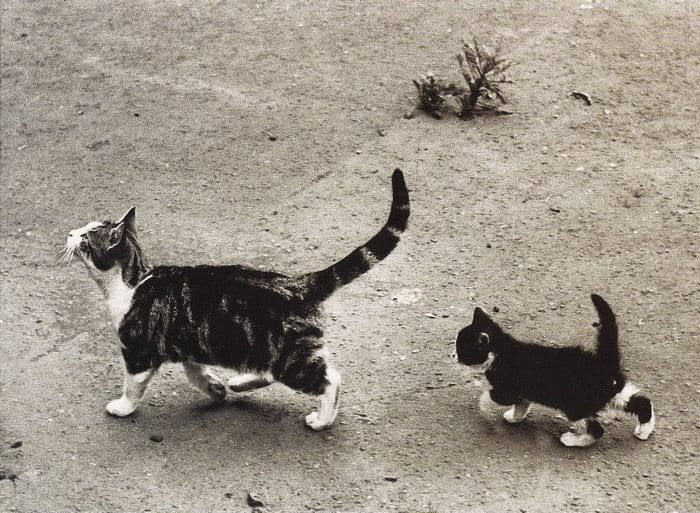 Котики в стиле 50-х