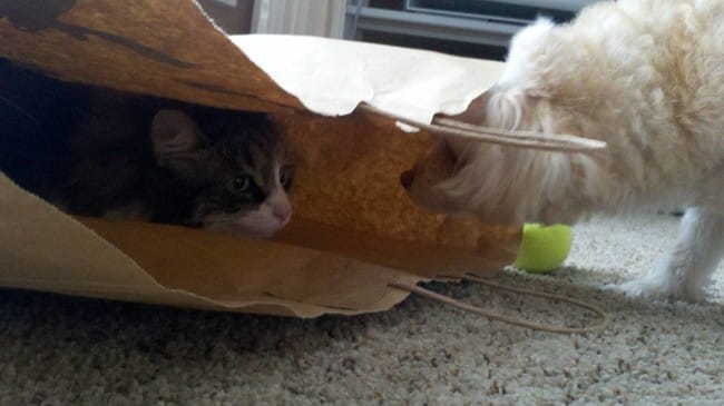 Странная дружба кота и пакета