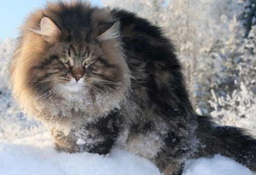 Характер сибирской кошки — широкая душа и теплая шубка