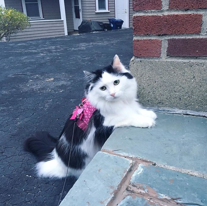 2 года влюблённый кот ходит в гости к соседке