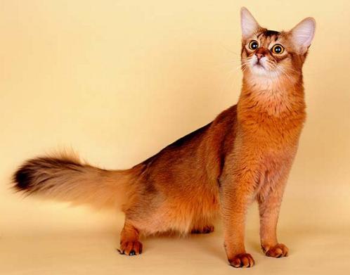 Сомалийская порода кошек – пушистое солнце в вашем доме