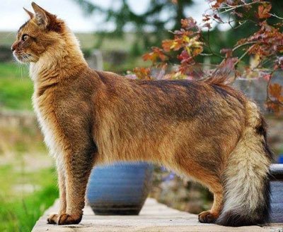 Сомалийская порода кошек – пушистое солнце в вашем доме