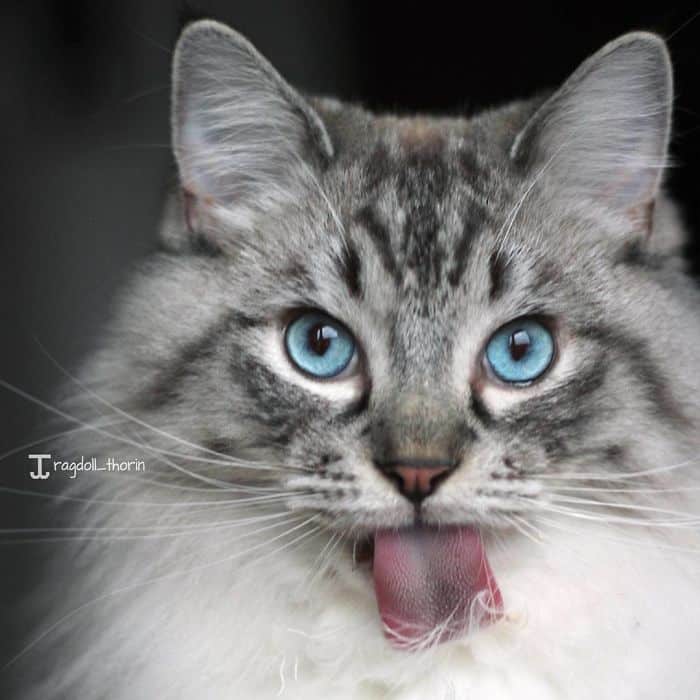 Торин – кот с невероятно длинным языком