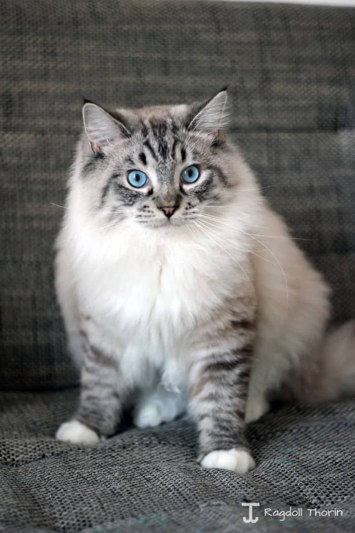 Торин – кот с невероятно длинным языком