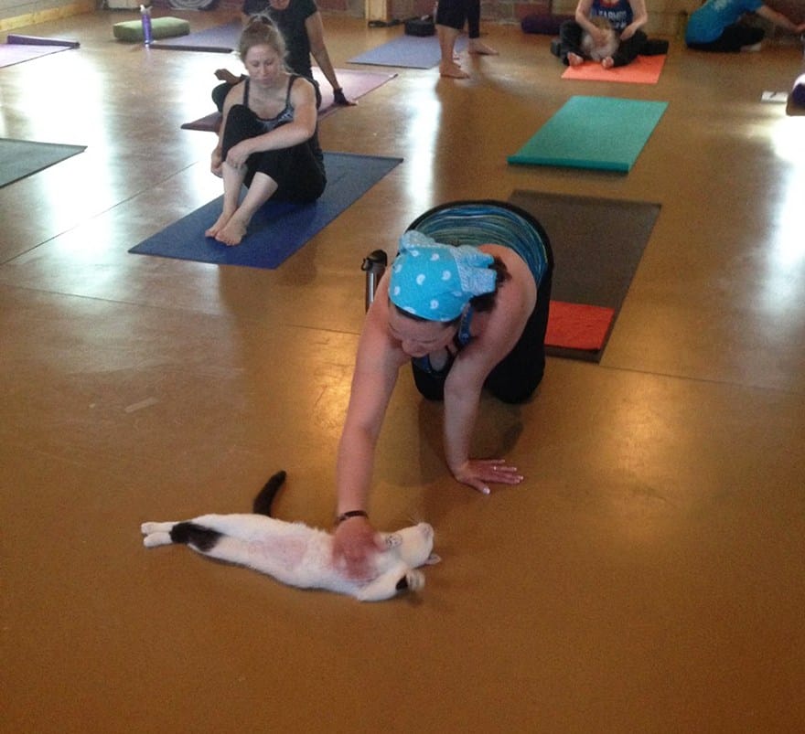 Центр йоги помогает кошкам найти хозяев