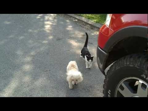Добро вокруг нас: преданная кошка помогает слепой собачке найти дорогу домой