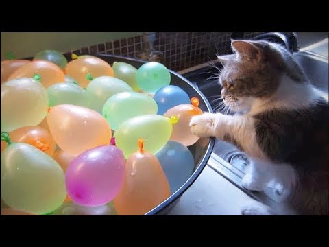 На котов, играющих с воздушными шарами, можно смотреть вечно