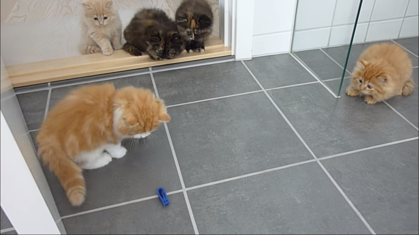 Котята играют с игрушечным жуком