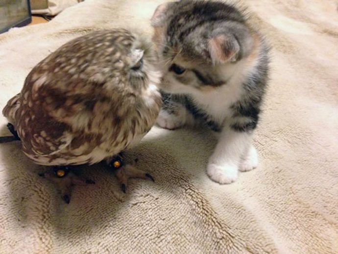 Наглядный пример родства душ: неразлучные кот Маримо и сова Фуку