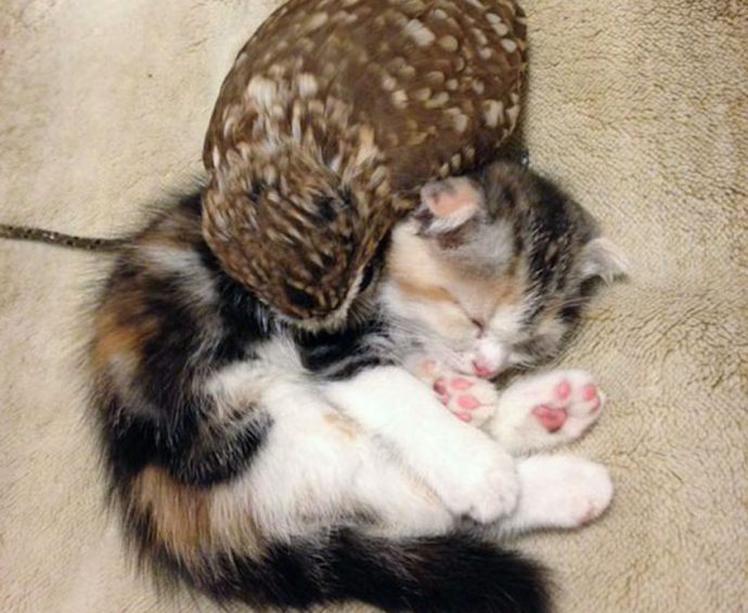 Наглядный пример родства душ: неразлучные кот Маримо и сова Фуку