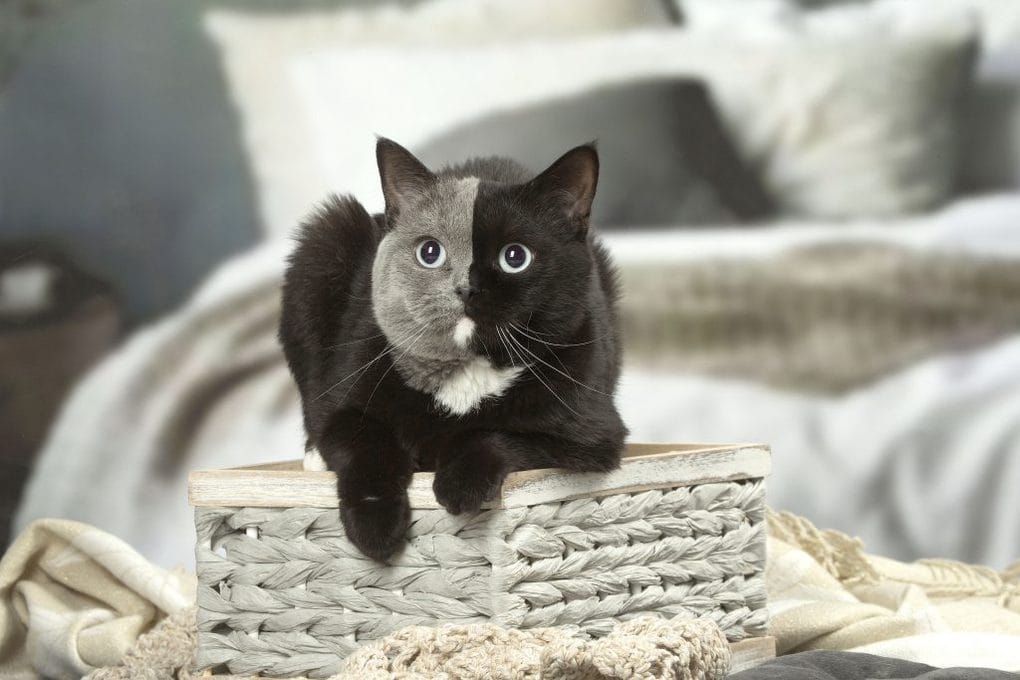 Котик с уникальным окрасом по кличке Нарния