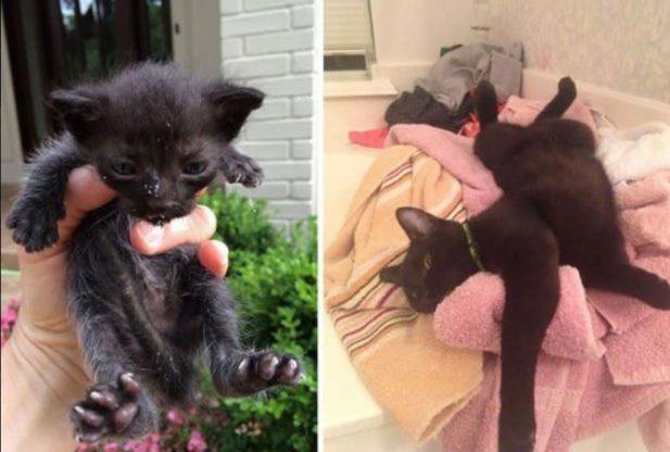 15 уличных котов, которые обрели хозяев: фото до и после