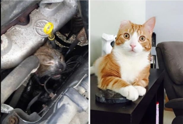 15 уличных котов, которые обрели хозяев: фото до и после