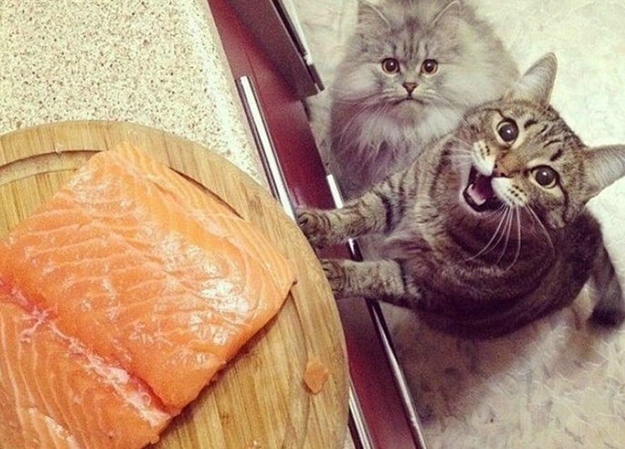Смешные видео о котах, у которых особые отношения с едой