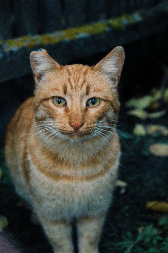 Суровое обаяние уличных котов: это вам не мимишные домашние пушистики