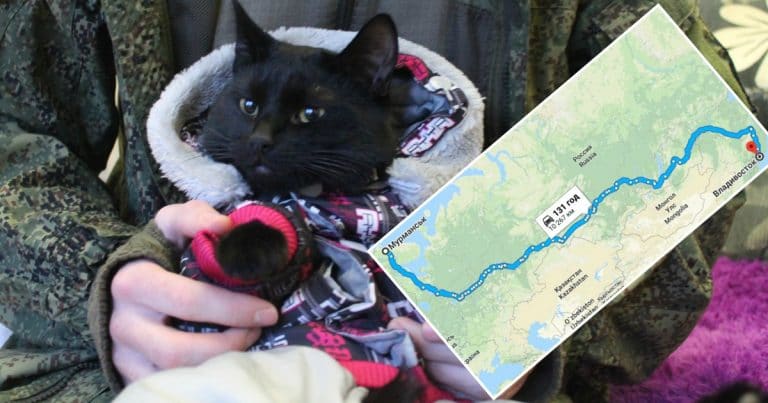 Кот преодолел 10 тысяч километров автостопом от Мурманска до Владивостока