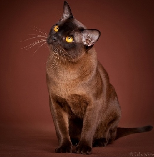 Бурма — кошка из Священного Сиама