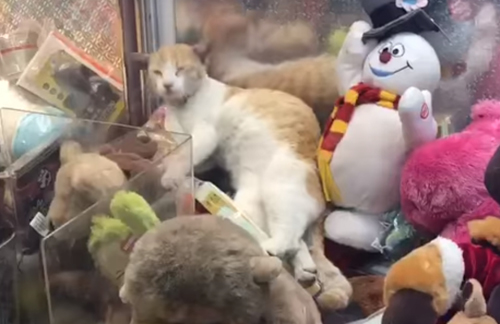 Сейчас я выиграю кота: кот залез в автомат с игрушками