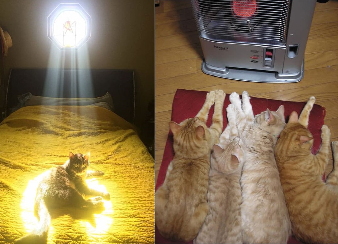 Больше люблю тепло. Большой теплый кот. Кошки любят тепло. Кот в тепле. Коты тёпленькие большие.