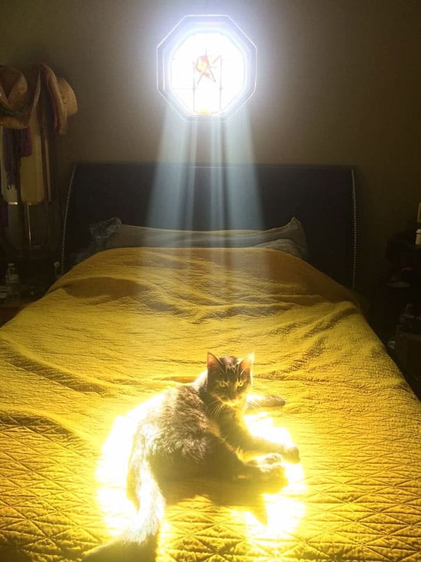15 фотографий котов, которые любят тепло больше всего на свете
