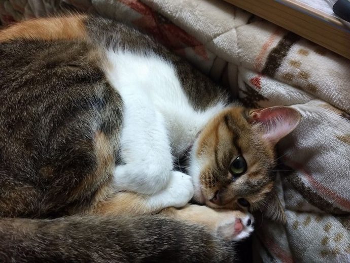 Муся: чудная русская кошка, которая живёт в Японии