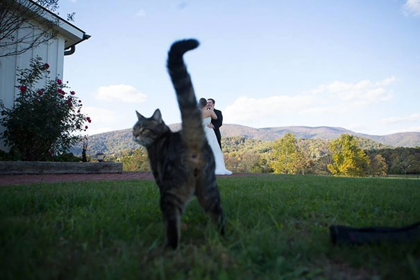 29 кошек, которые своим внезапным появлением скрасили фотографии хозяев