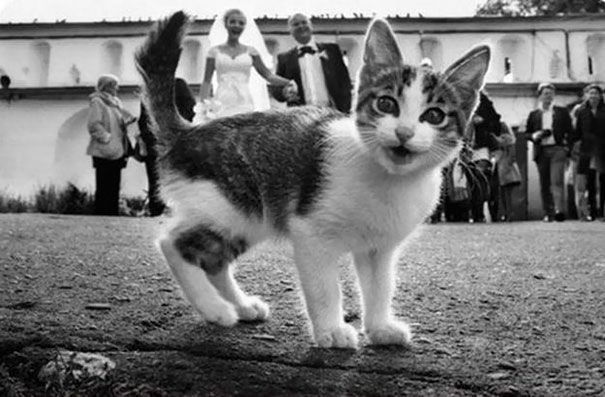 29 кошек, которые своим внезапным появлением скрасили фотографии хозяев