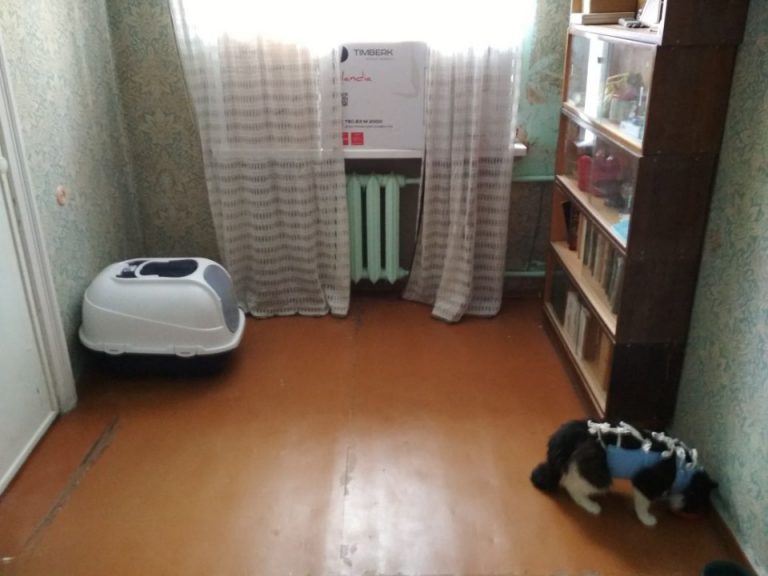 Мужчина подобрал кота, отдал ему свою комнату, но не заметил один нюанс