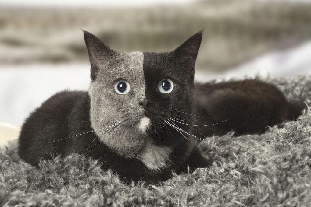 Котик с уникальным окрасом по кличке Нарния